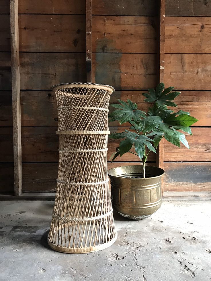 a potted plant sitting next to a wicker basket