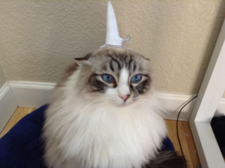 a cat wearing a party hat sitting on a blue towel in front of a mirror