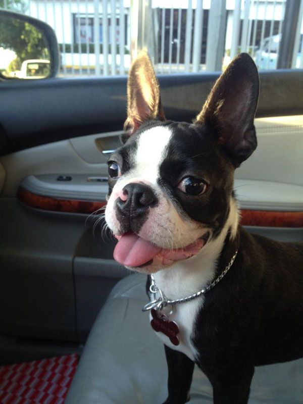 a black and white dog sitting in the back seat of a car with its tongue hanging out