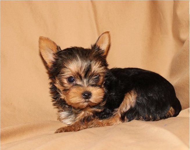 a small black and brown dog laying on top of a bed