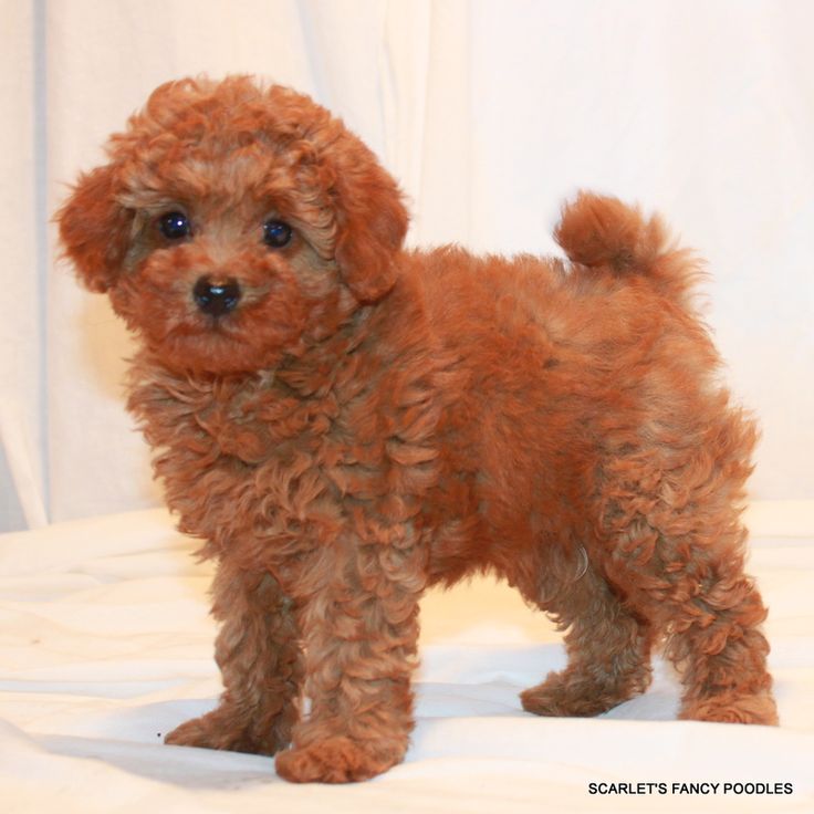 a small brown dog standing on top of a bed