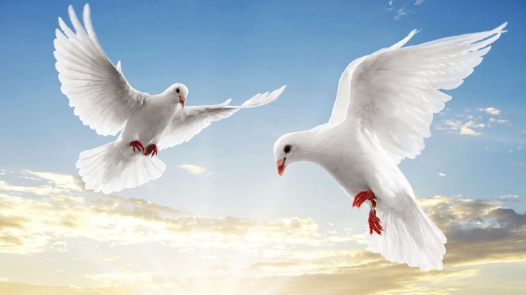 two white doves flying in the sky at sunset