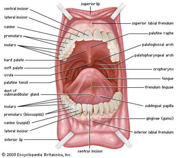 Dental Notes, Mouth Anatomy, Dental Assistant School, Dental Hygienist School, Anatomy Head, Human Mouth, Dental Assistant Study, Dentist Assistant, Dental Hygiene Student