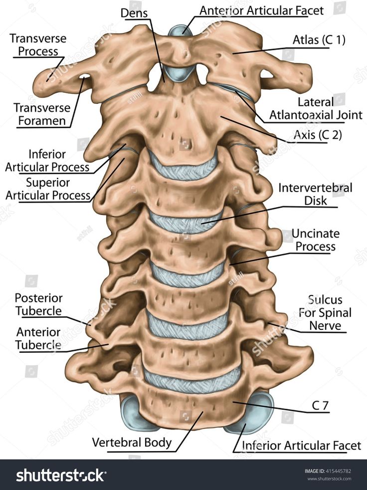 the anatomy of the human neck and lower back stock photo, medical illustration, medical images, medical art, medical design, medical office, medical supplies, medical diagrams, medical services, medical instruments, medical equipment, medical