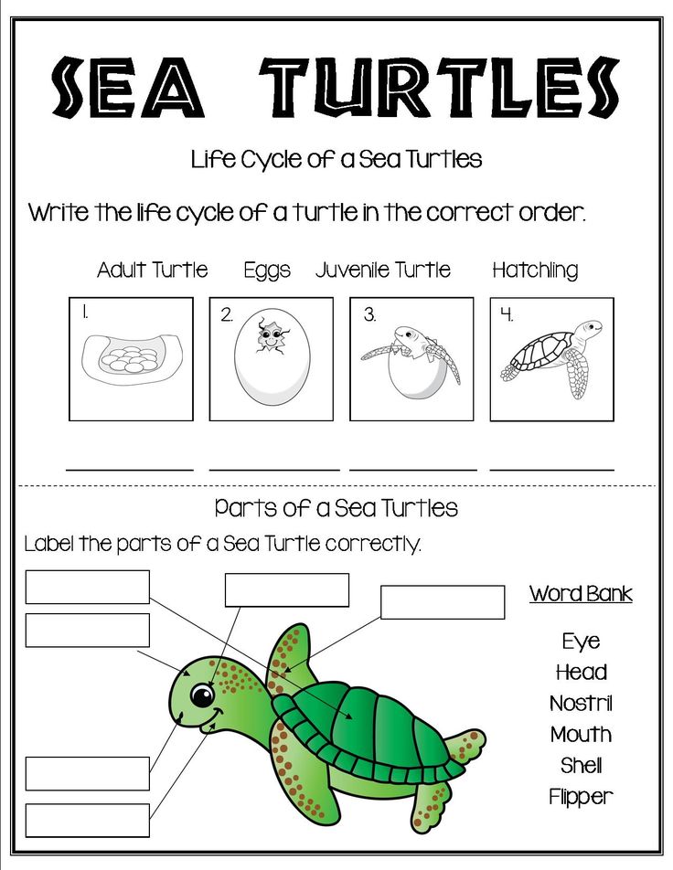 All About Sea Turtles | Turtle life cycle, Sea turtle life cycle ...