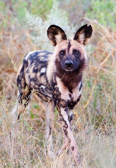 Pin by Madisonmadole on African Painted Dogs | African wild dog, Wild ...