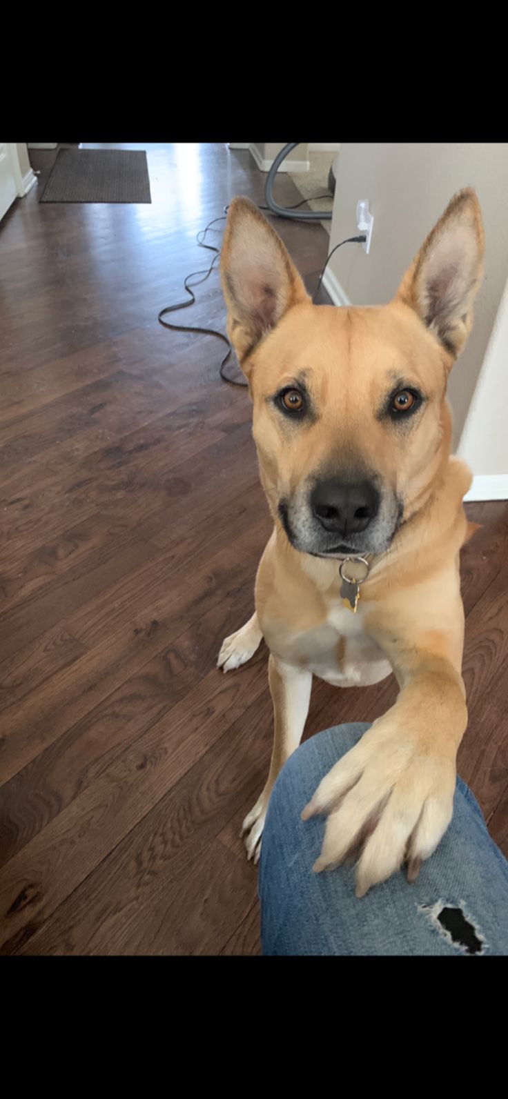 a dog sitting on the leg of someone's legs with his paw up to their chest