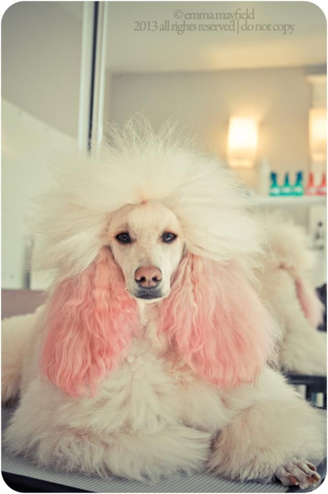 a poodle with pink hair sitting on top of a table