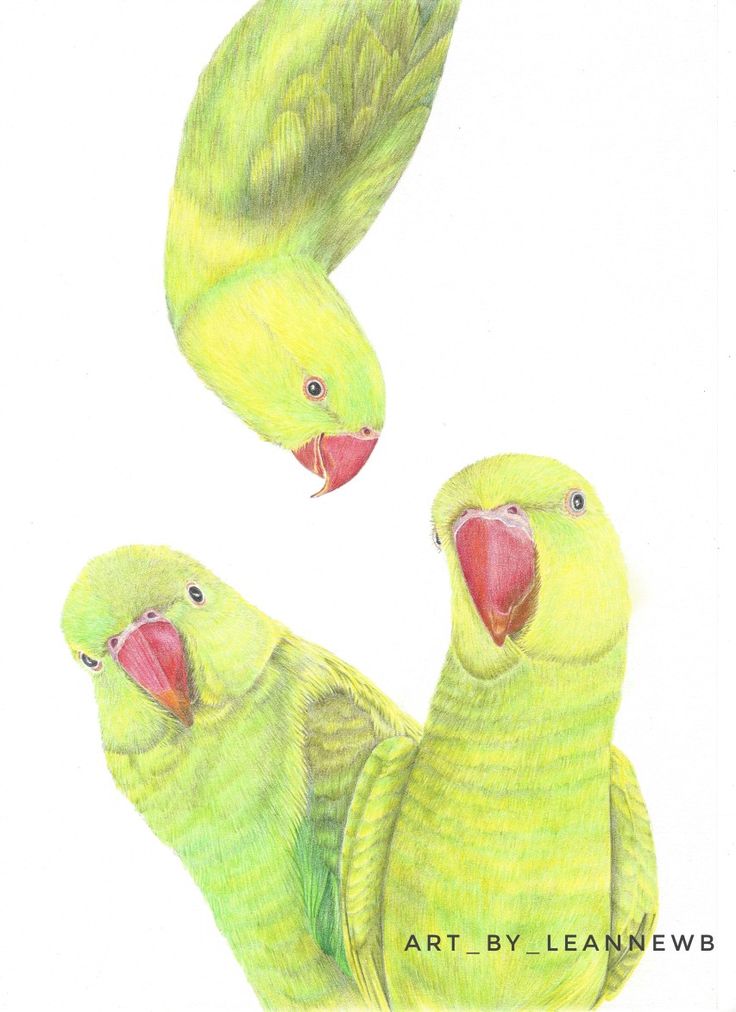 two green parrots are standing next to each other with their beaks wide open