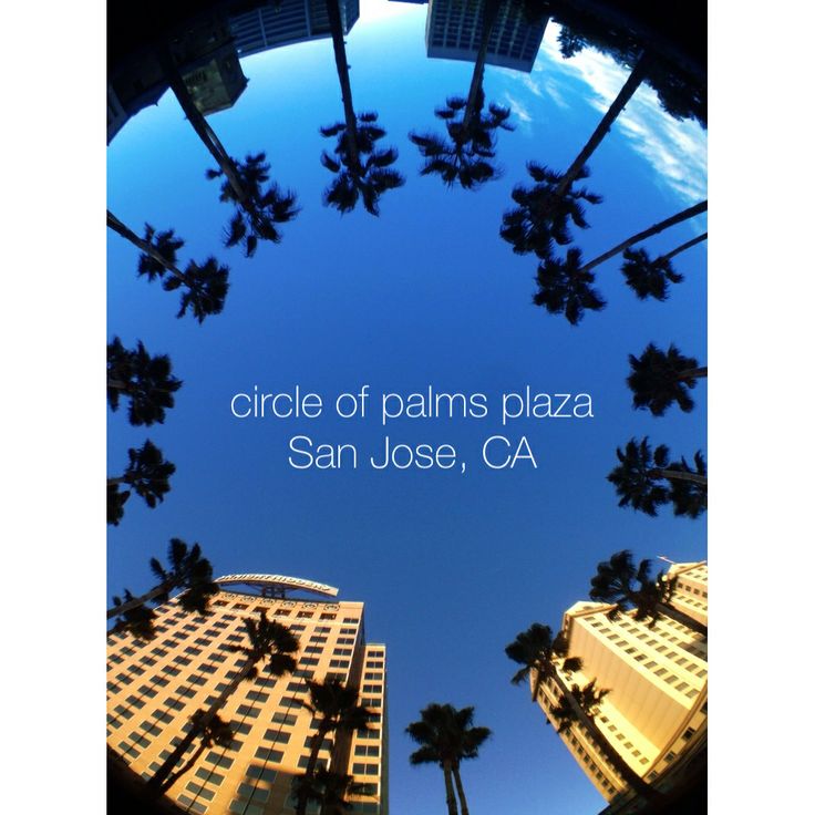 the circle of palms plaza in san jose, ca with palm trees and blue sky