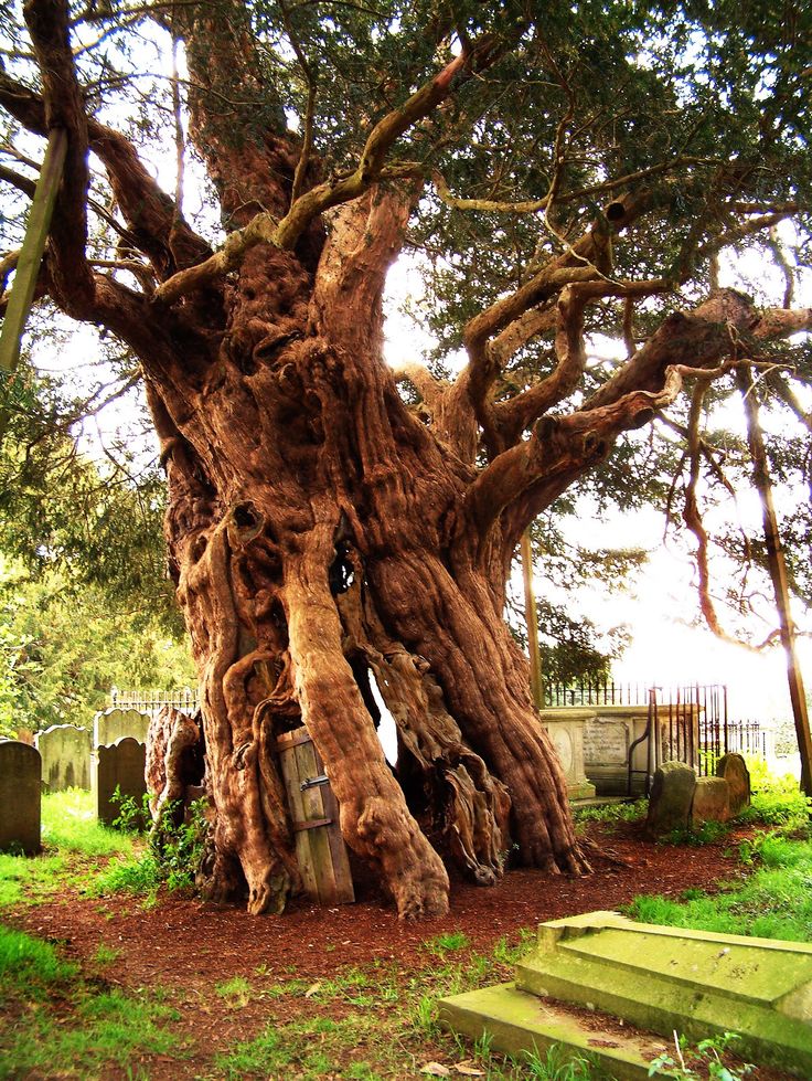 an old tree in the middle of a cemetery with stairs leading up to it's base