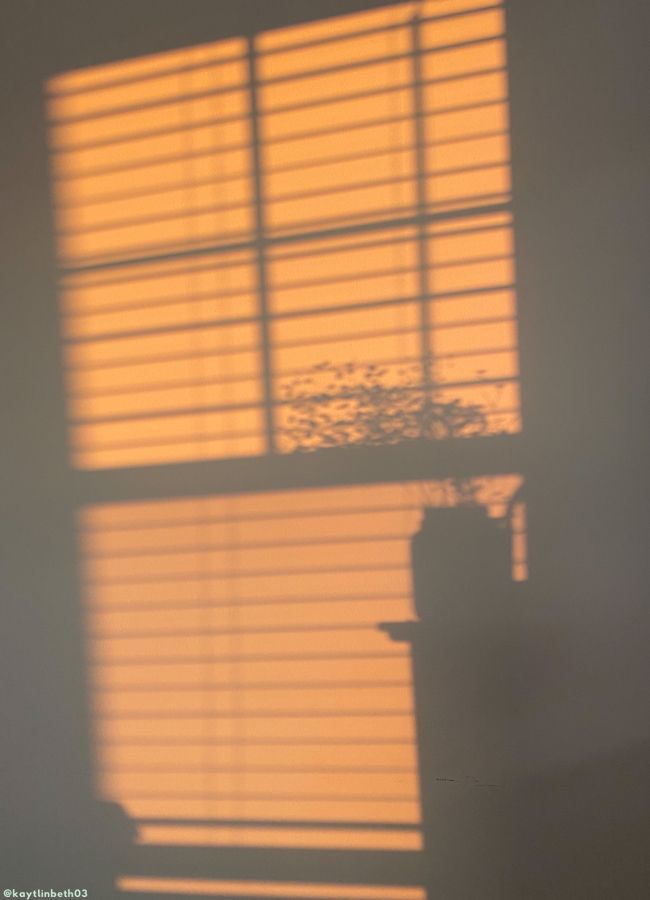 the shadow of a window on a wall with a potted plant next to it