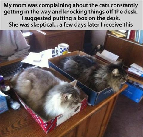 two cats are sitting in boxes on the desk