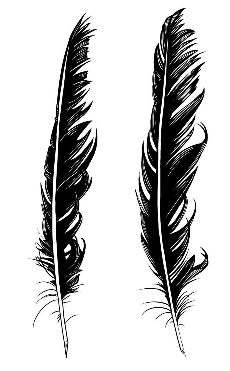 two black and white feathers on a white background