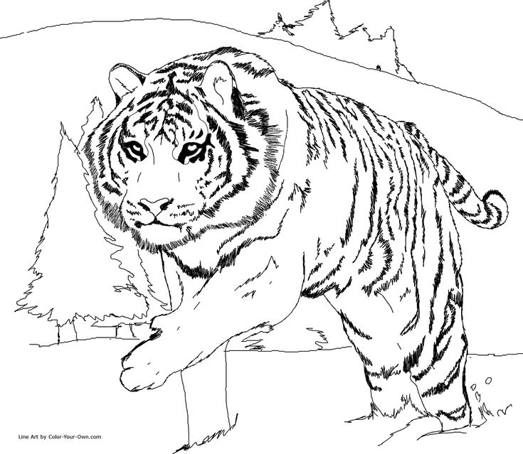 a tiger is walking in the snow coloring pages for adults and children to print out