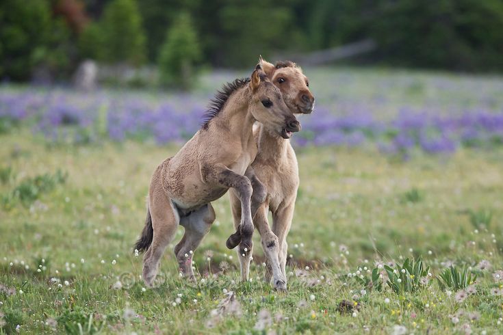 two young horses playing in a field with wildflowers behind them and trees in the background