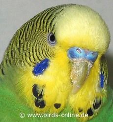 a yellow and blue parakeet sitting on top of a green leaf