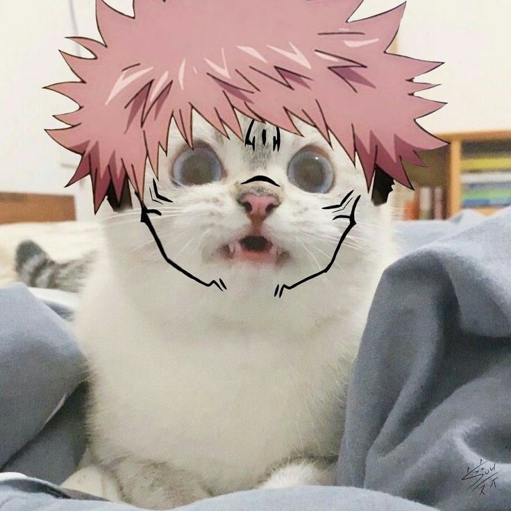 a white cat with pink hair on top of it's head looking up at the camera