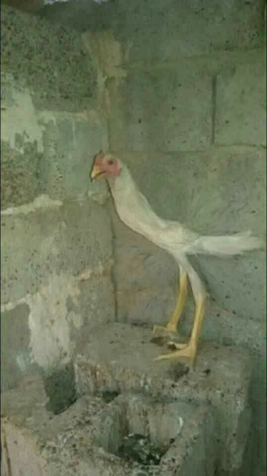 a white bird standing on top of a cement wall next to a stone slab and grass