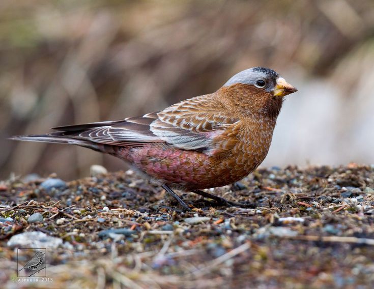 a small bird is standing on the ground