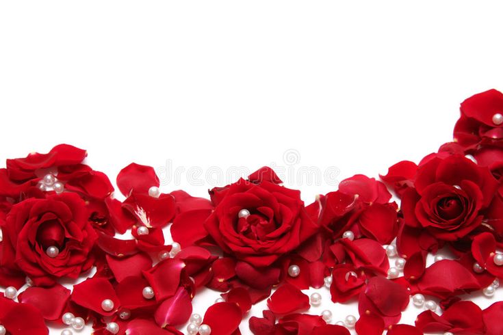 red roses and pearls on a white background