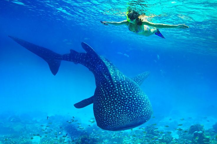 a woman swimming next to a whale in the ocean