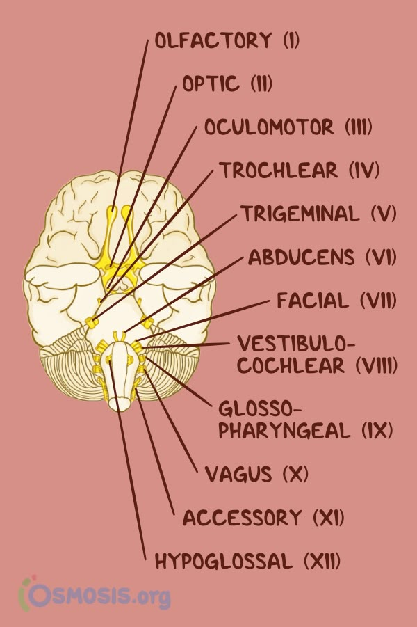 the structure of the human brain with labels on each side, labeled in red and yellow