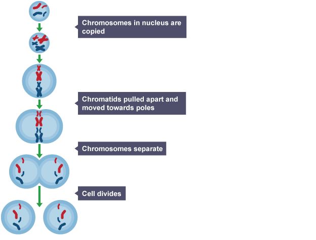 Mitosis and the cell cycle - Cell division - AQA - GCSE Biology (Single ...