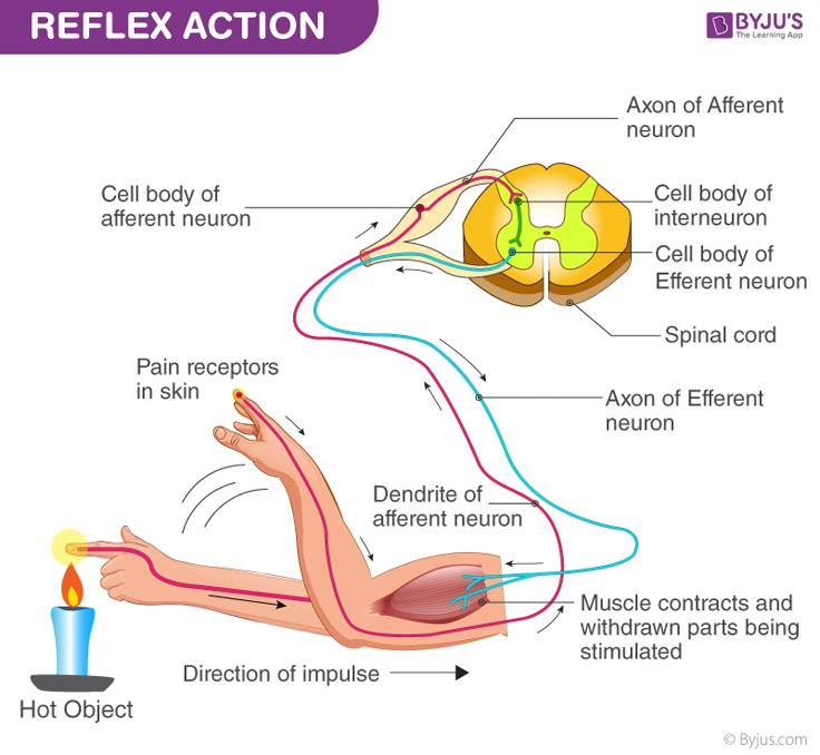 an image of reflexs and reflex points in the human body, with text below