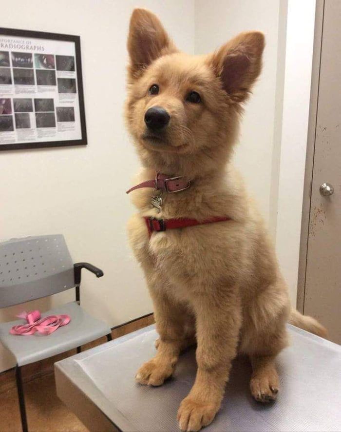 a brown dog sitting on top of a table next to a chair and looking at the camera