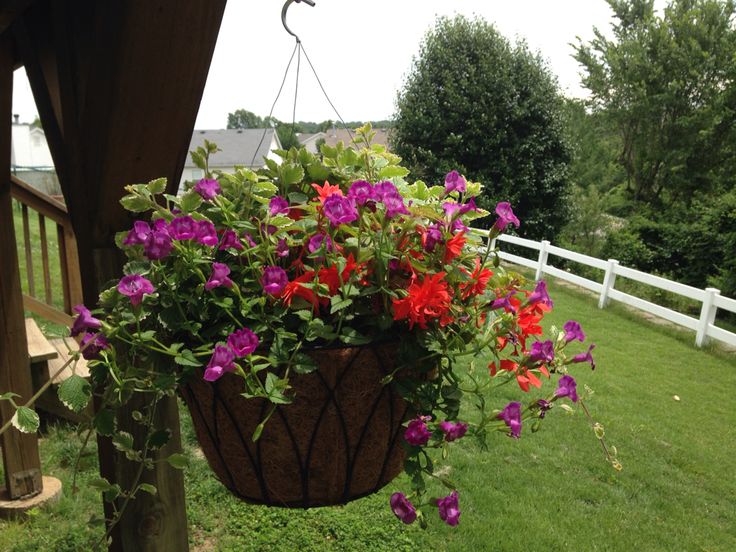 a hanging basket filled with purple and red flowers