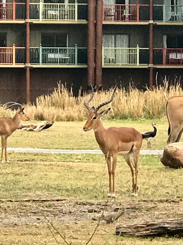 several antelope standing in front of an apartment building