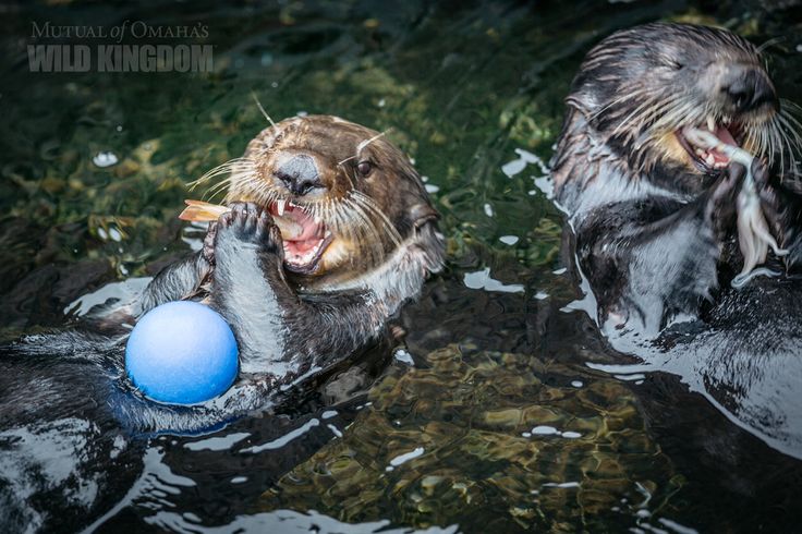 two otters playing with a blue ball in the water