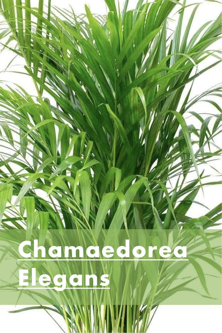 Chamaedorea Elegans: A Delicate and Beautiful Houseplant