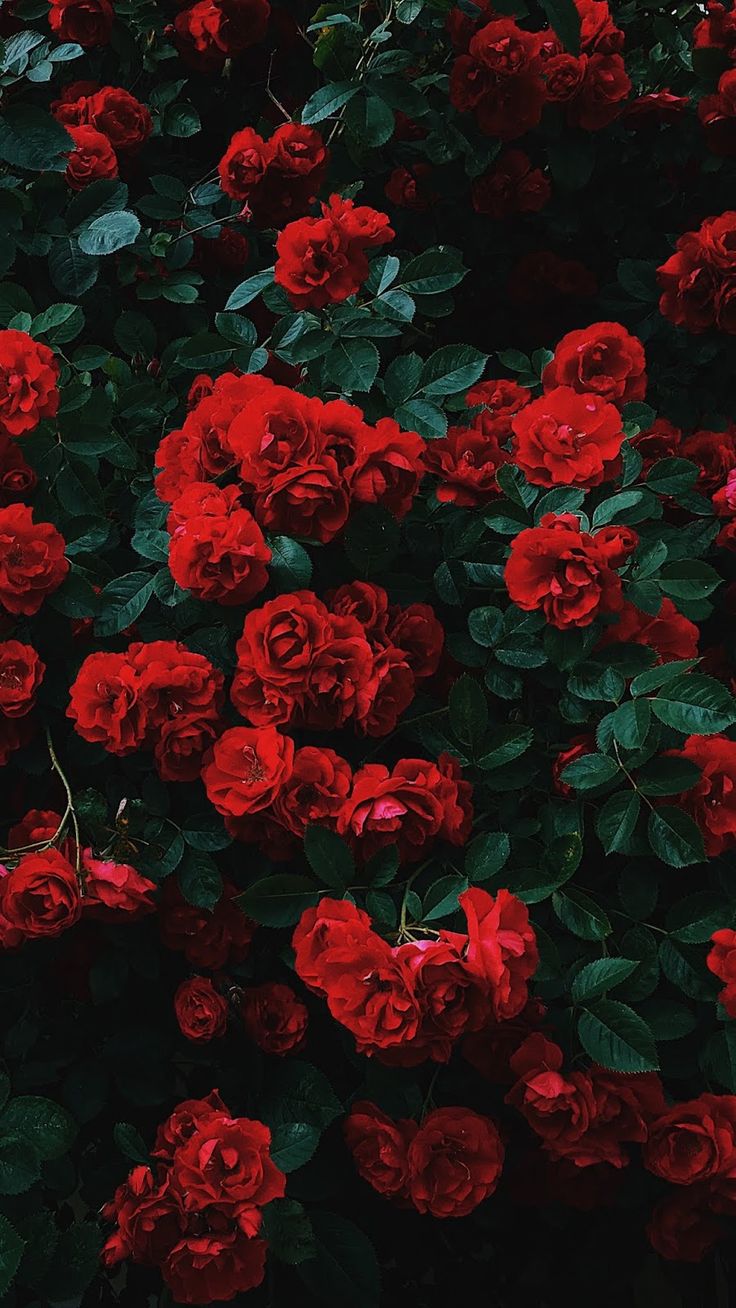 many red roses are growing on the side of a building in front of green leaves