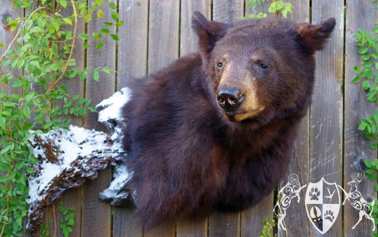 a large brown bear standing on top of a wooden deck next to a tree branch