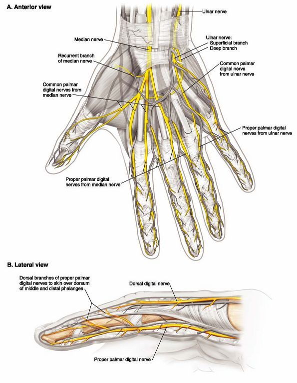 Digital Nerve Hand Anatomy