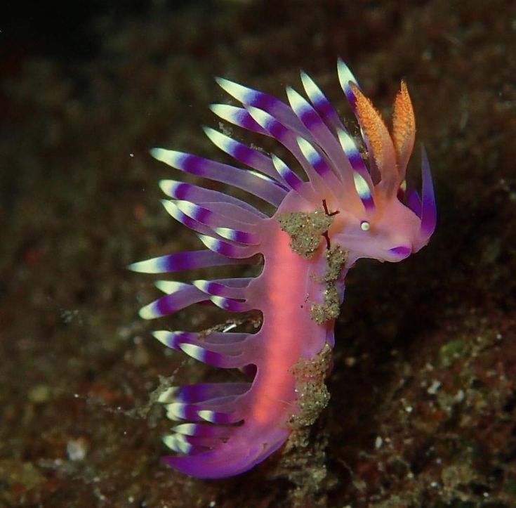 a purple and white sea horse on the bottom of a coral with its tail curled up