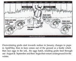 the diagram shows an insect in its habitat and how it can be used to study