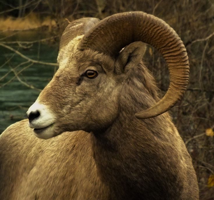 an animal with large horns standing next to water