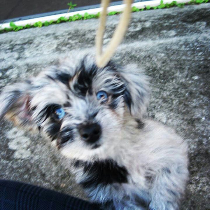 a small dog with blue eyes sitting on the ground