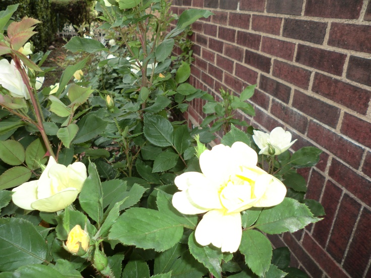 some white flowers and green leaves by a brick wall