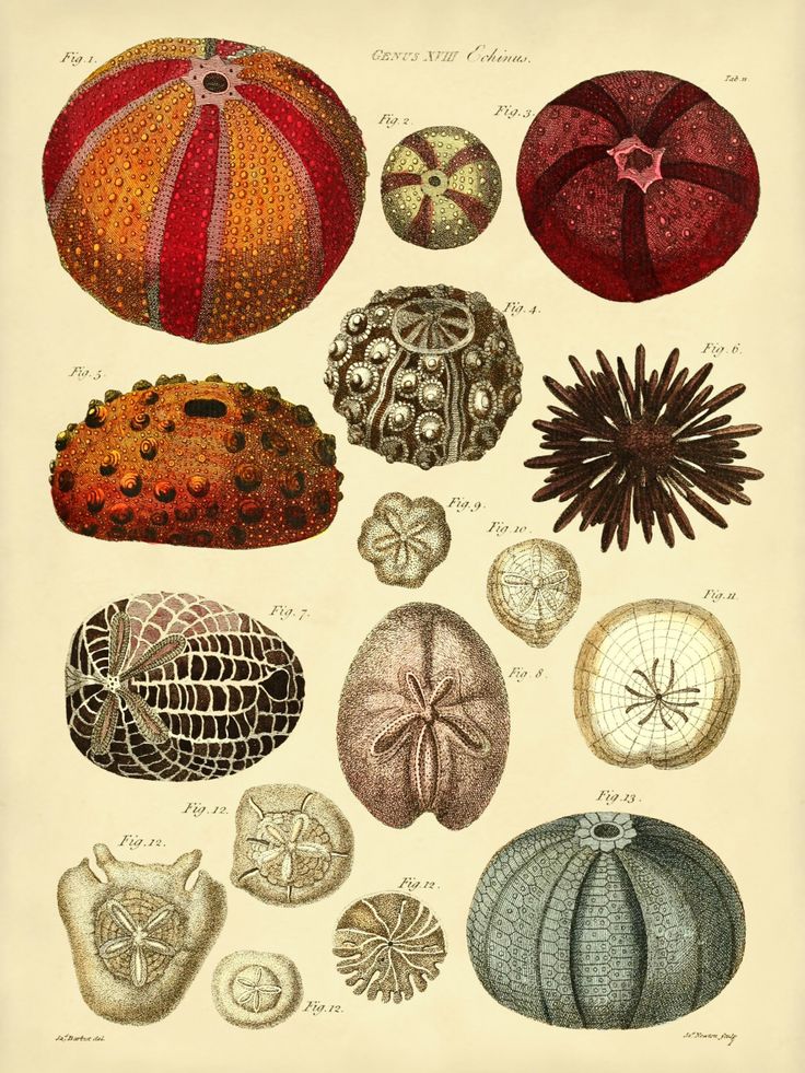 an old poster with different types of sea shells