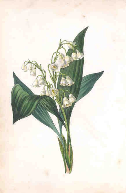 an illustration of lily of the valley flowers