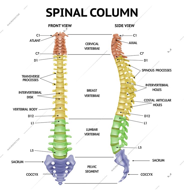 Spinal column anatomy side front views realistic info-chart medical ...