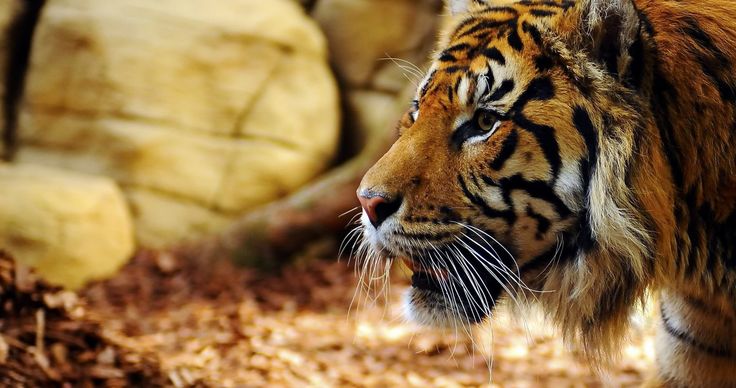 a close up of a tiger walking in the dirt