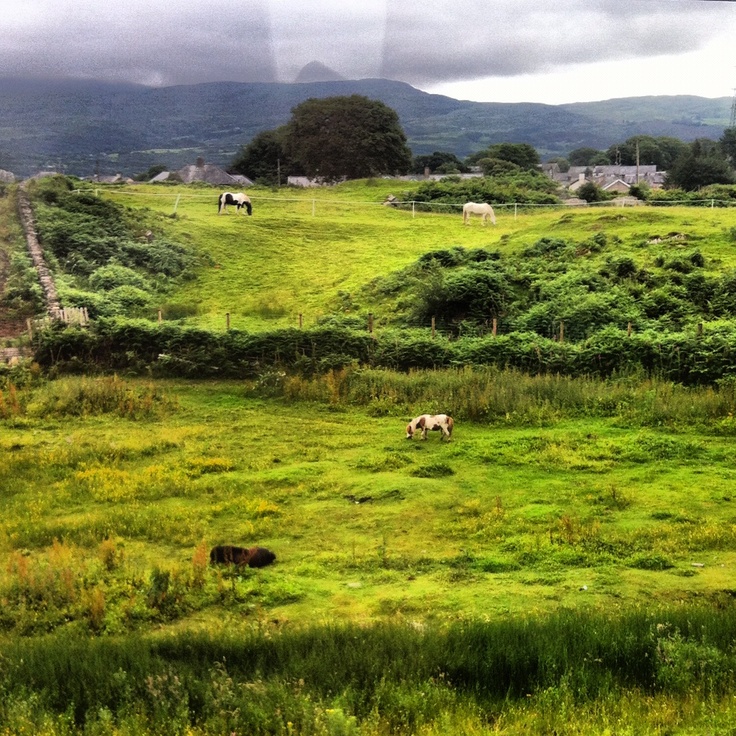 two horses grazing in an open field with mountains in the background on a cloudy day