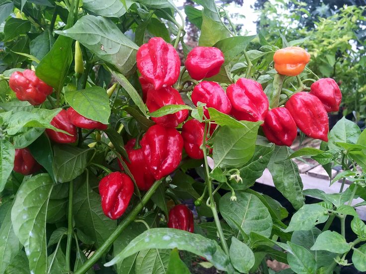 red peppers are growing in the garden with green leaves and orange bell peppers on them