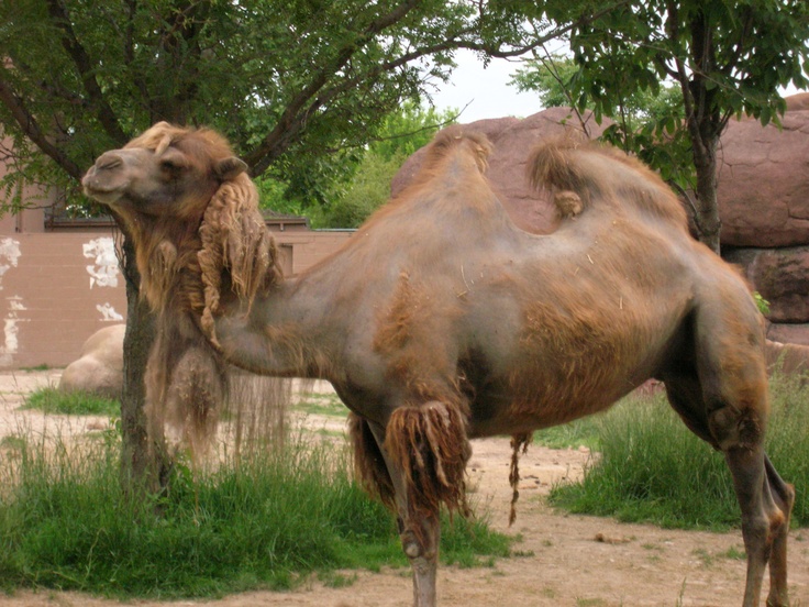 a camel is standing in the grass near some trees