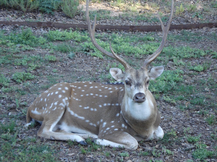 a deer is laying down in the grass